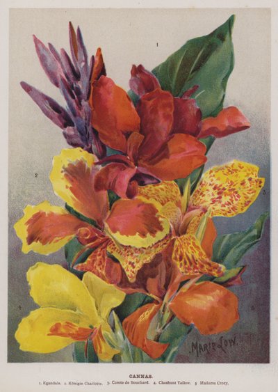 Cannas da Unbekannt Unbekannt